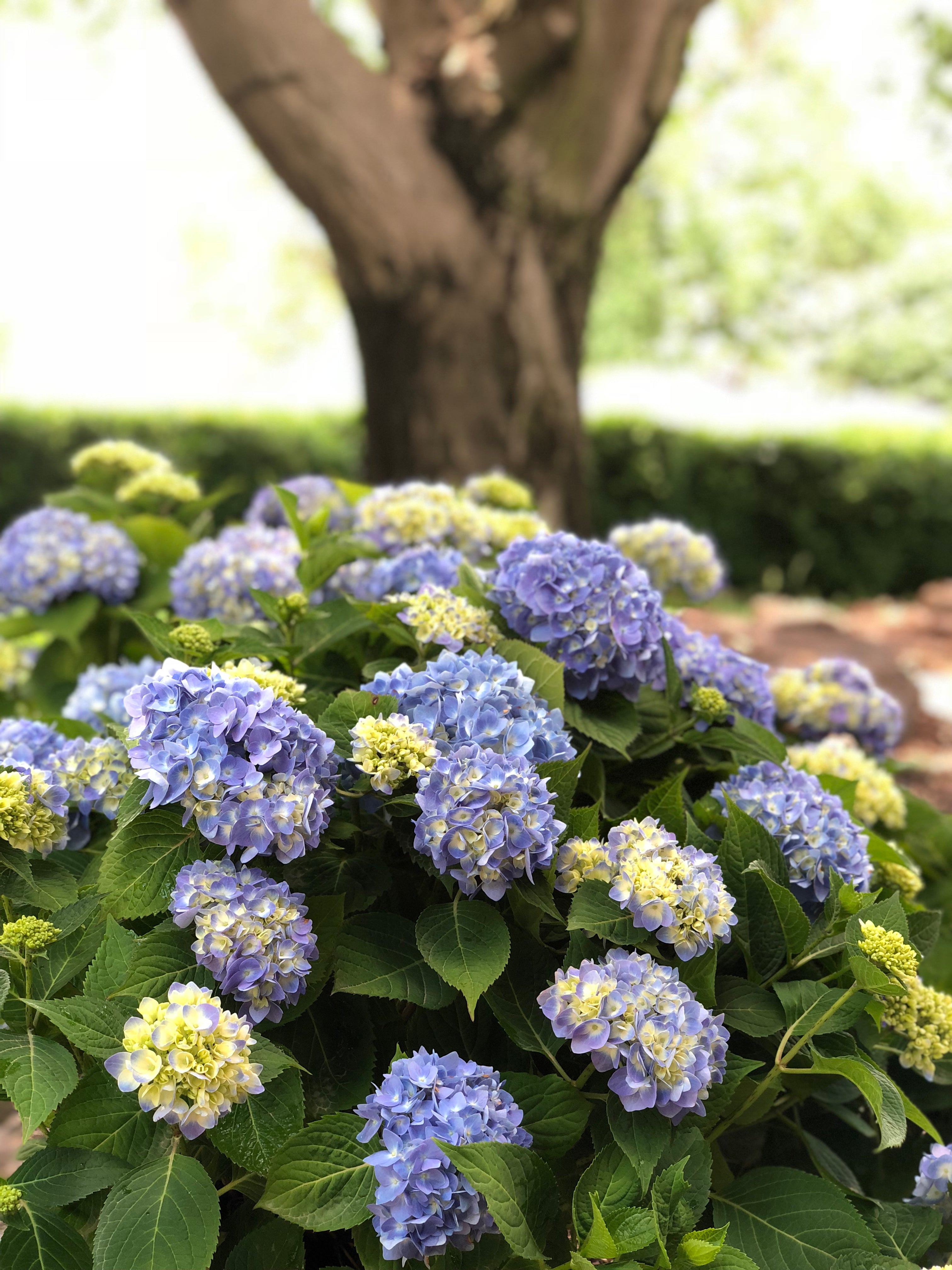 Hydrangea, Big-leaf Mophead 'Nantucket Blue' (Hydrangea