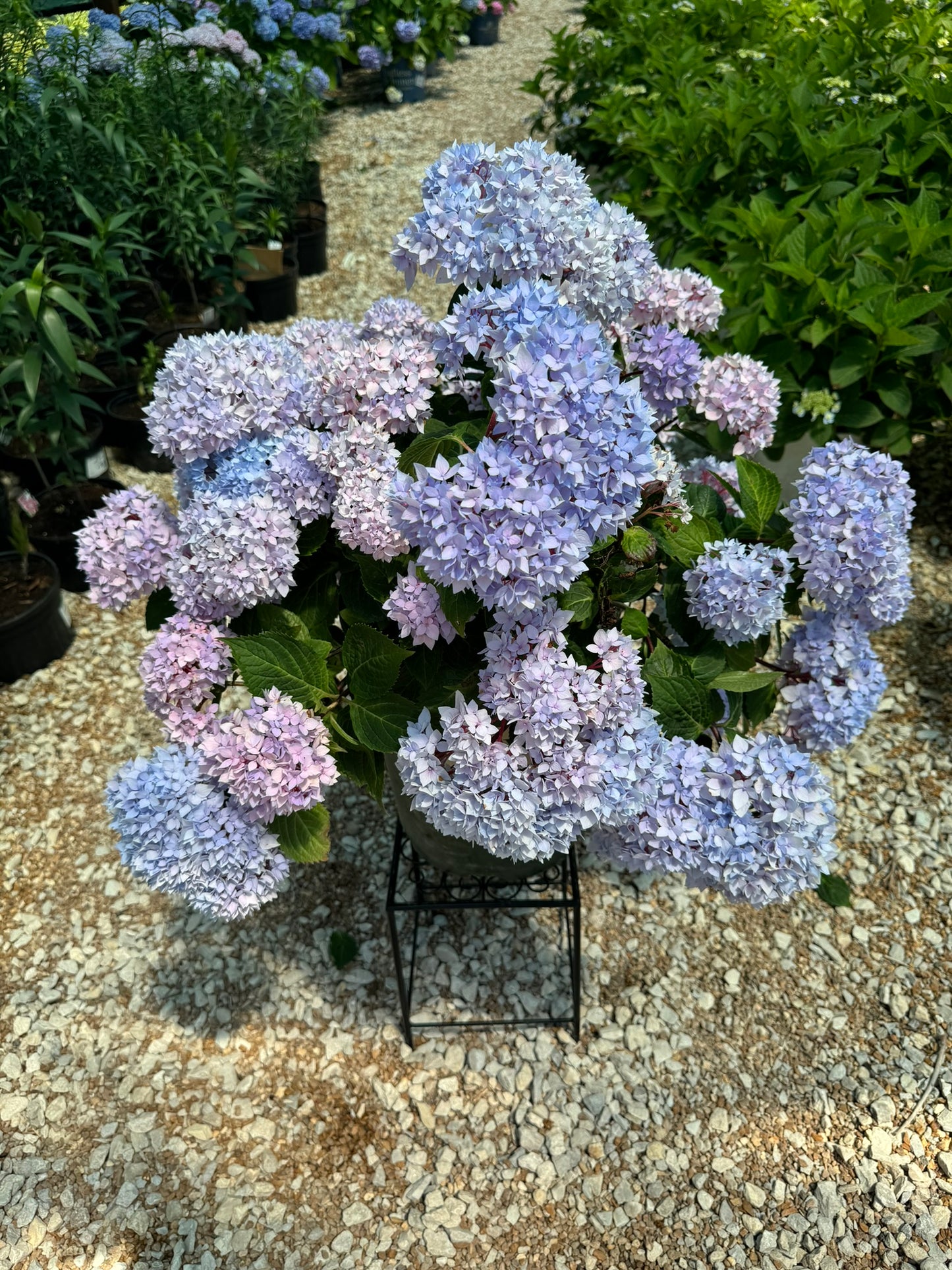Hydrangea, Big-leaf Mophead 'Nantucket Blue' (Hydrangea)