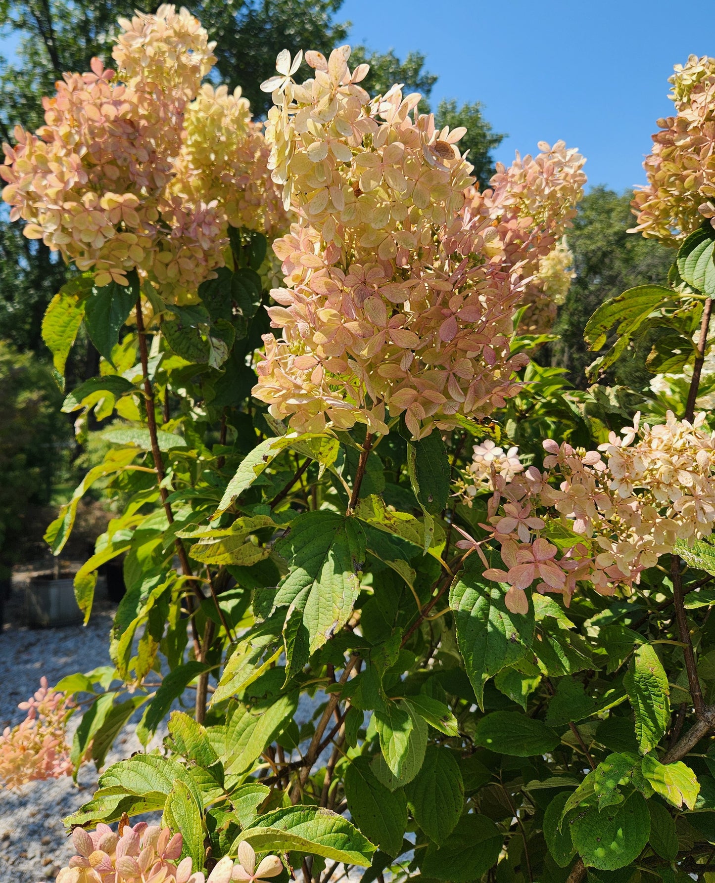 Hydrangea, Panicle 'Phantom' (Hydrangea) Patio Tree