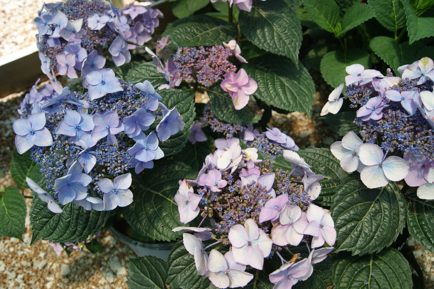 Hydrangea, Big-leaf Lacecap 'Pop Star' (Hydrangea)