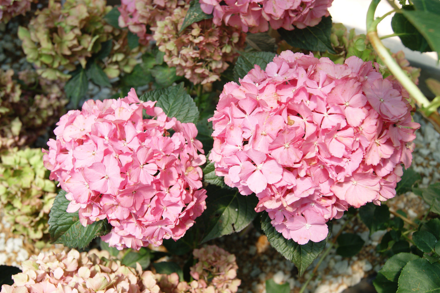 Hydrangea, Big-leaf Mophead 'Hamptons' (Hydrangea)