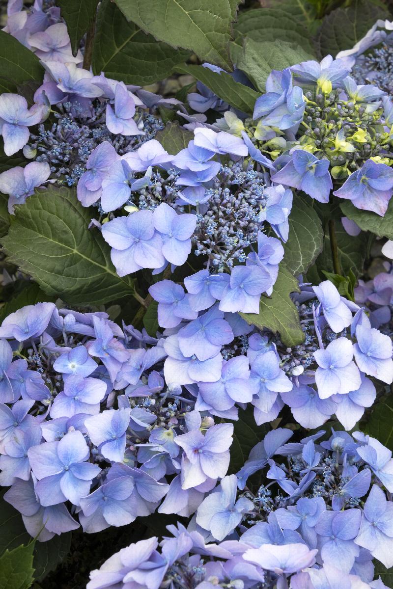 Hydrangea, Big-leaf Mophead 'Outer Banks' (Hydrangea)