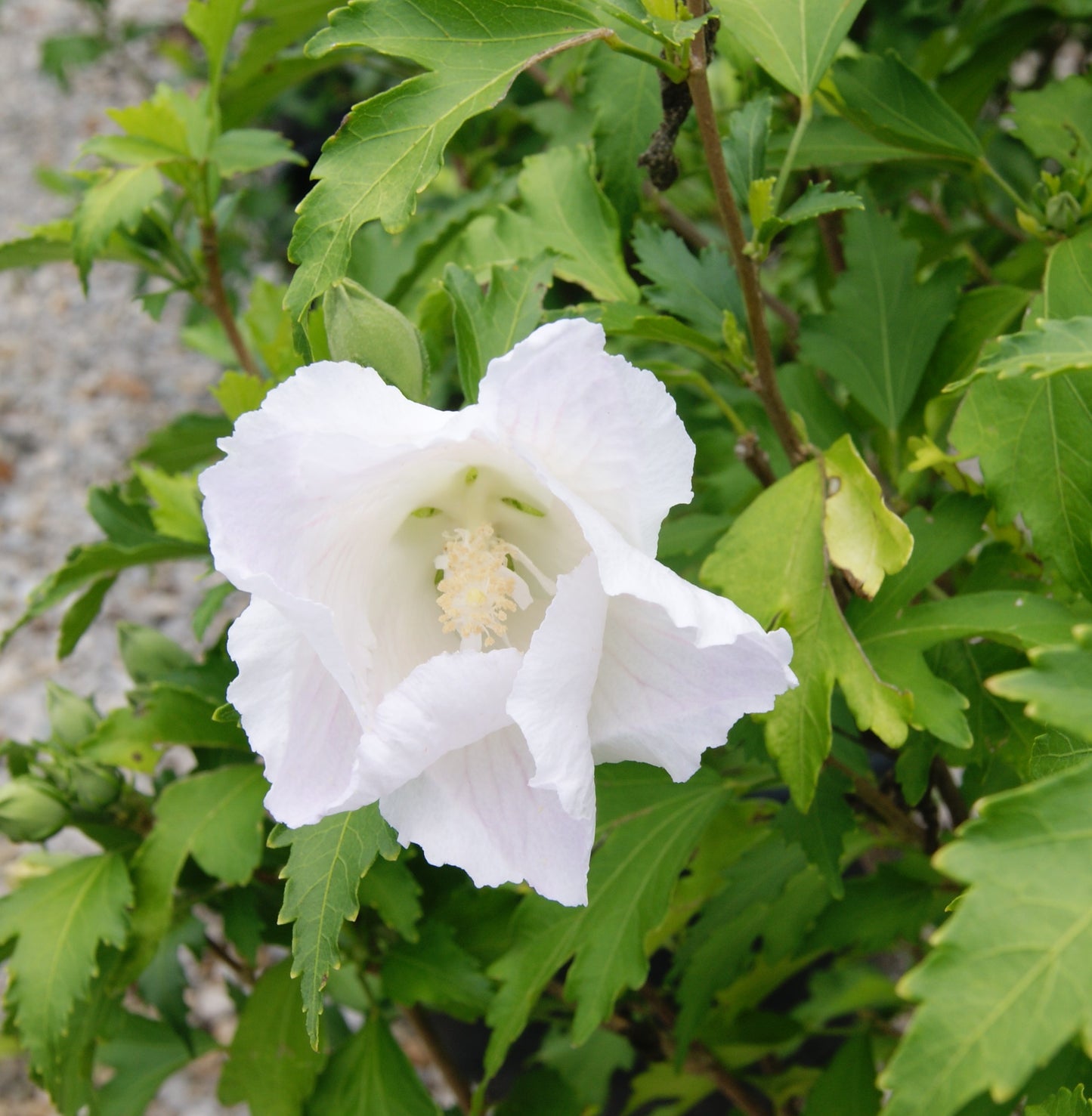 Rose-of-Sharon / Althea 'White Pillar' (Hibiscus)