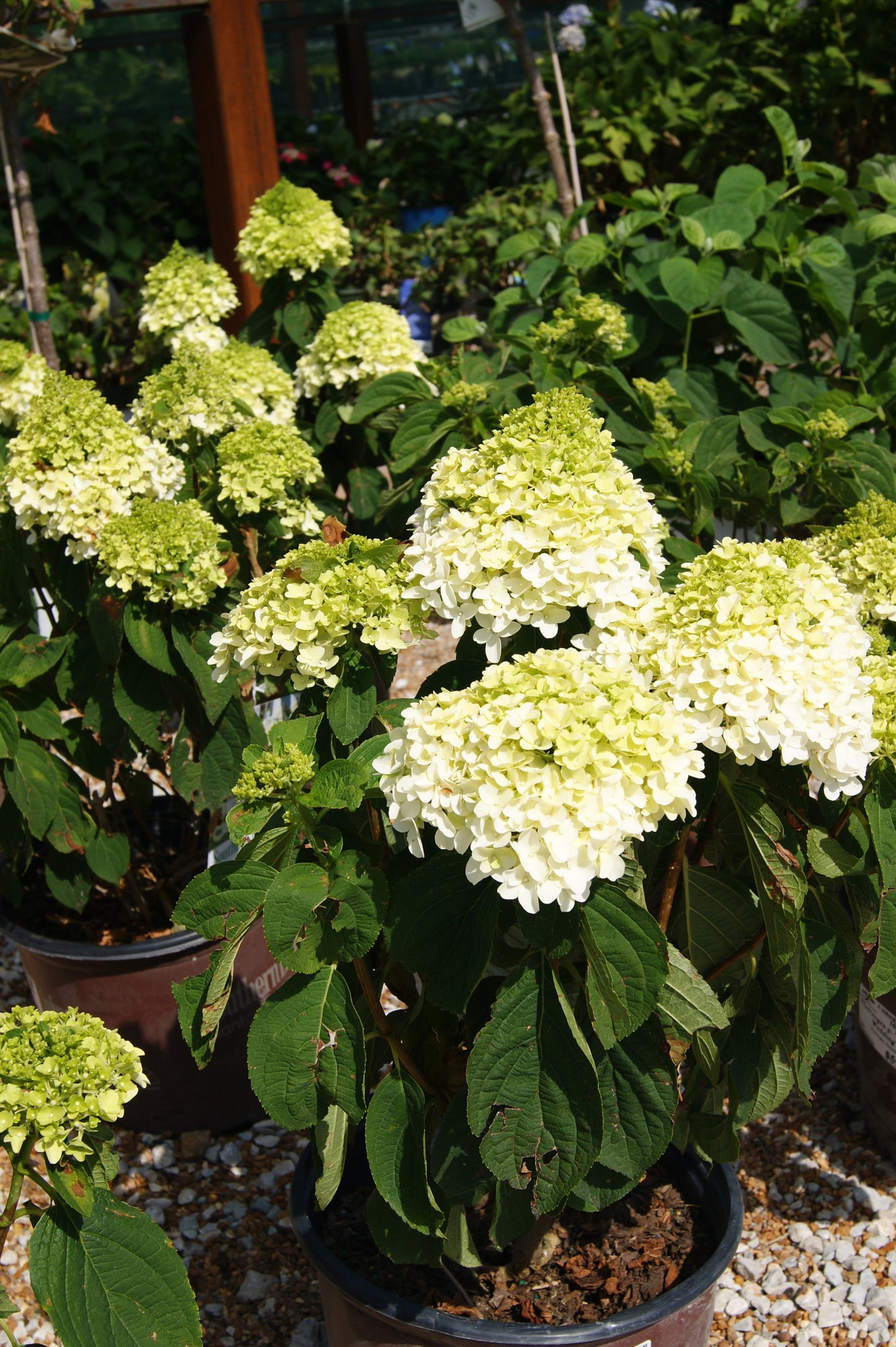 Hydrangea, Panicle 'White Wedding' (Hydrangea)