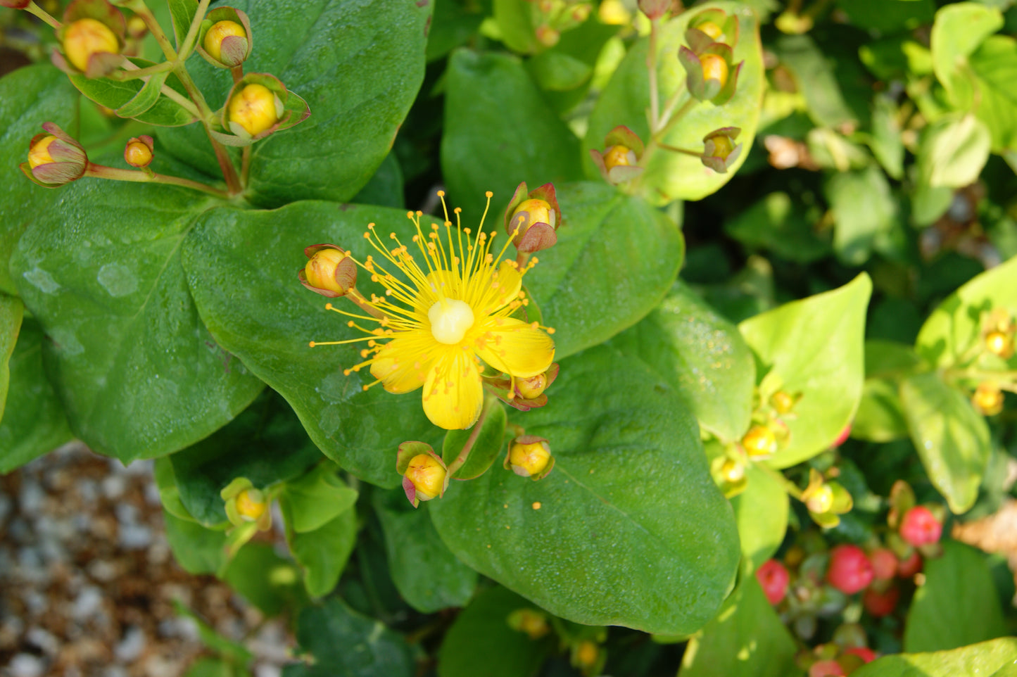 St. John's Wort, Bush 'Floral Berry Rose' (Hypericum)