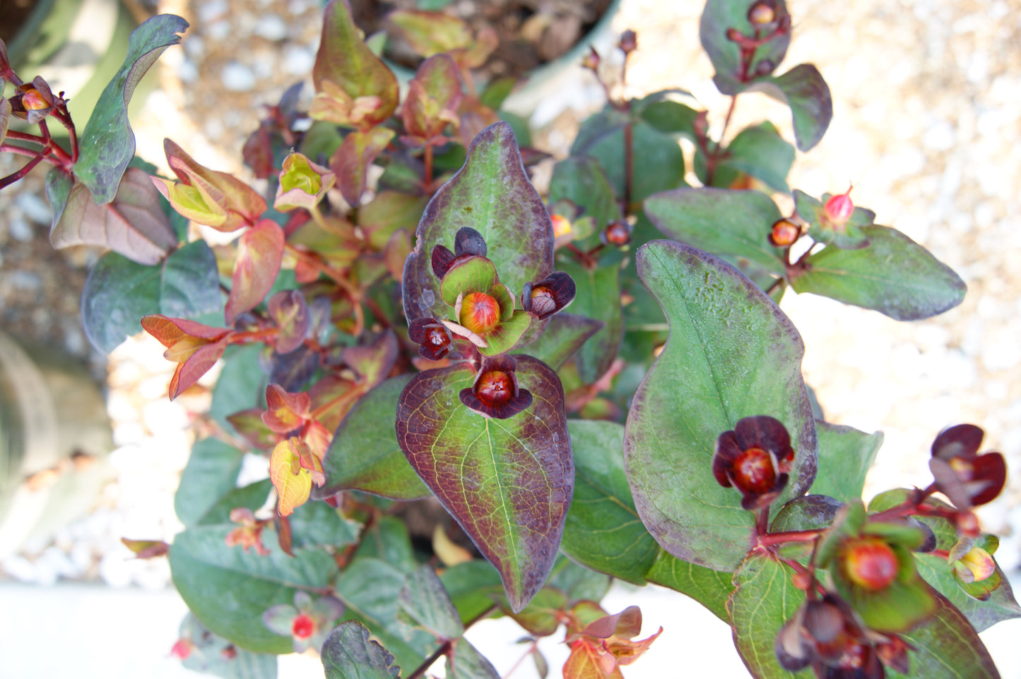 St. John's Wort, Bush 'Floral Berry Sangria' (Hypericum)