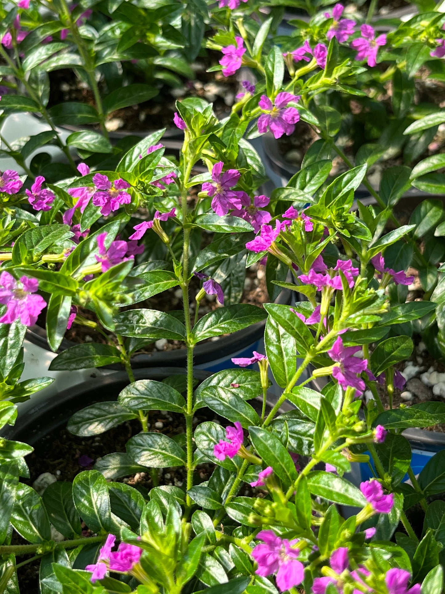 Heather, Mexican (Cuphea)