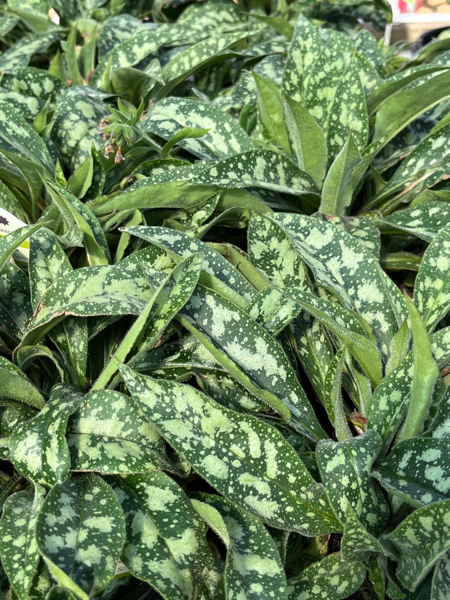 Lungwort 'Raspberry Splash' (Pulmonaria)