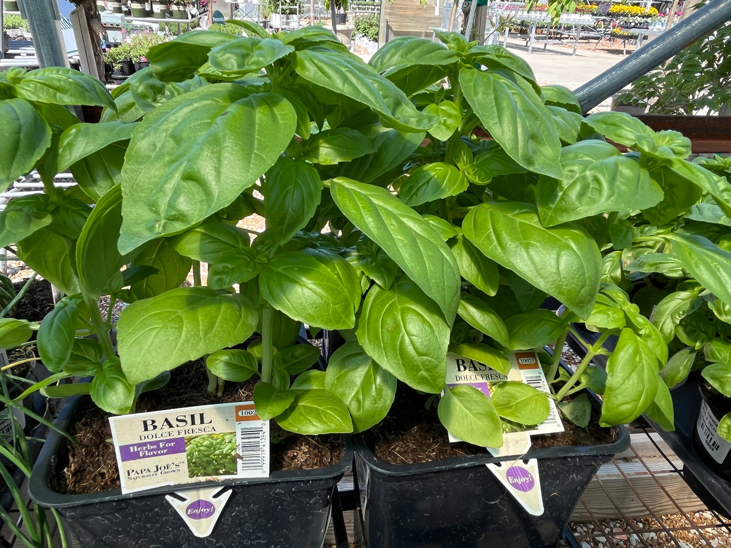 Basil, Sweet Varieties (Ocimum)