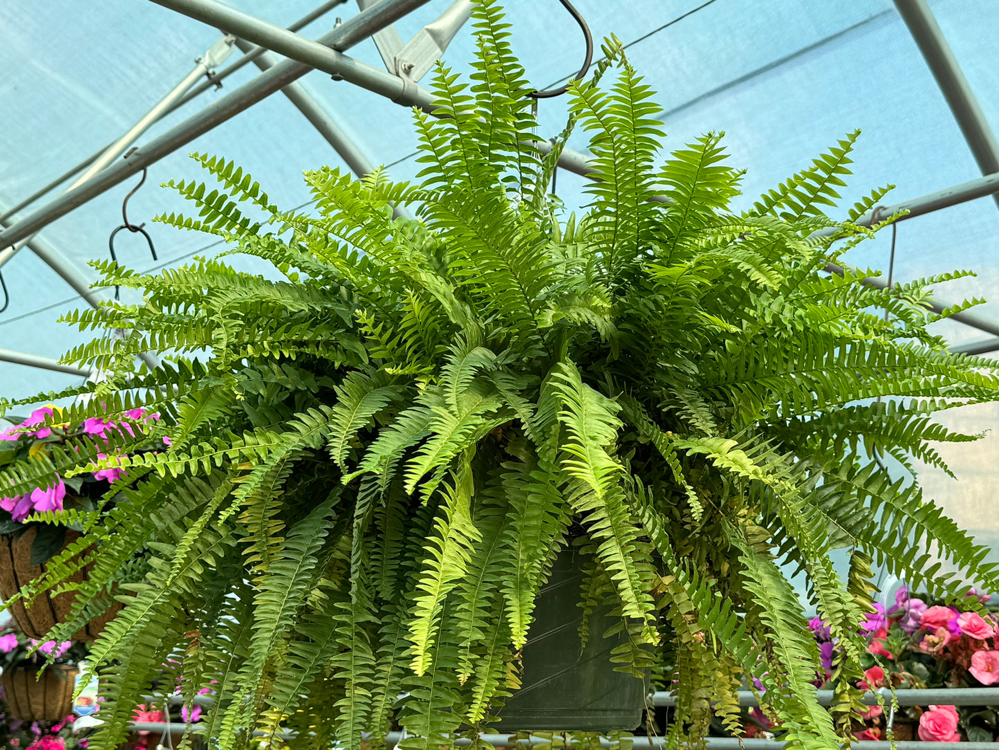Fern, Boston (Nephrolepis)