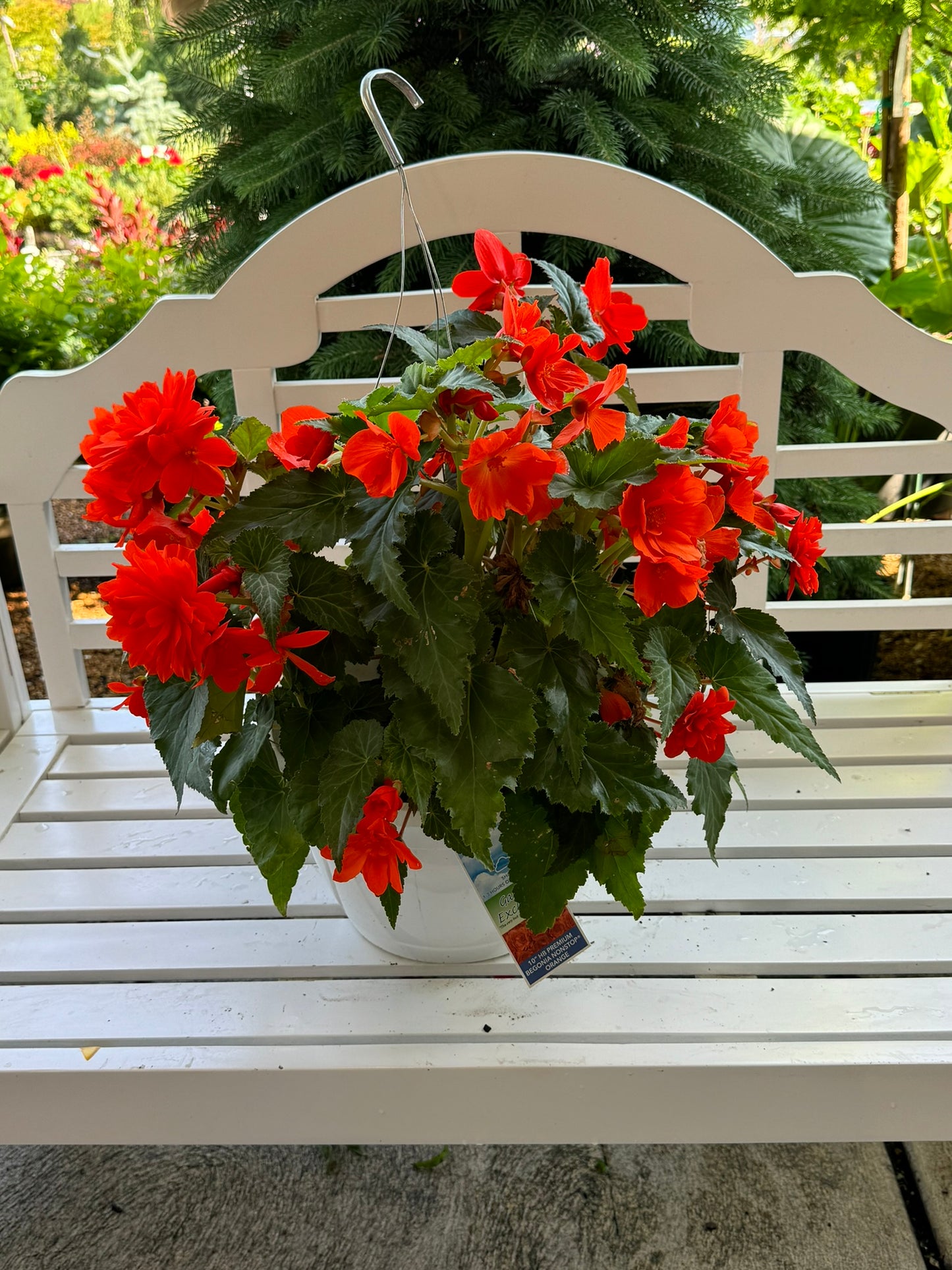 Begonia, Hybrids (Begonia)