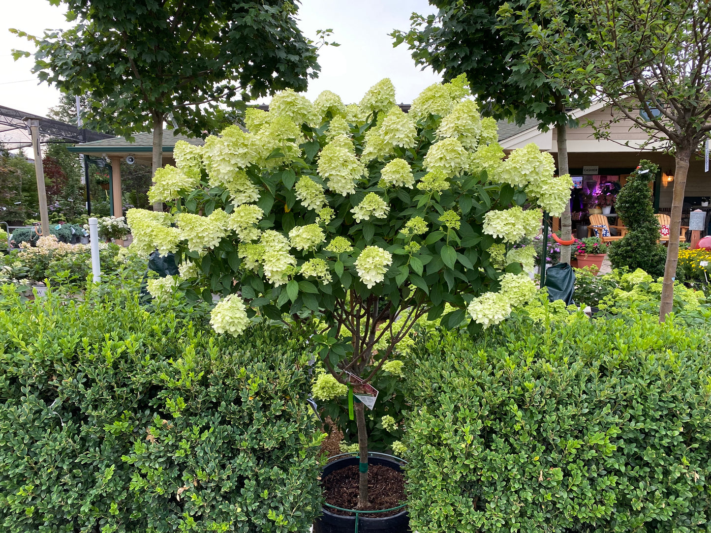Hydrangea, Panicle Dwarf 'Little Lime' (Hydrangea) Patio Tree