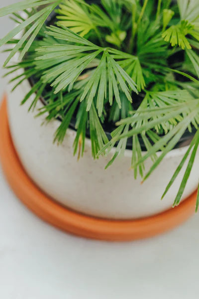 Fern, Eyelash (Actiniopteris)