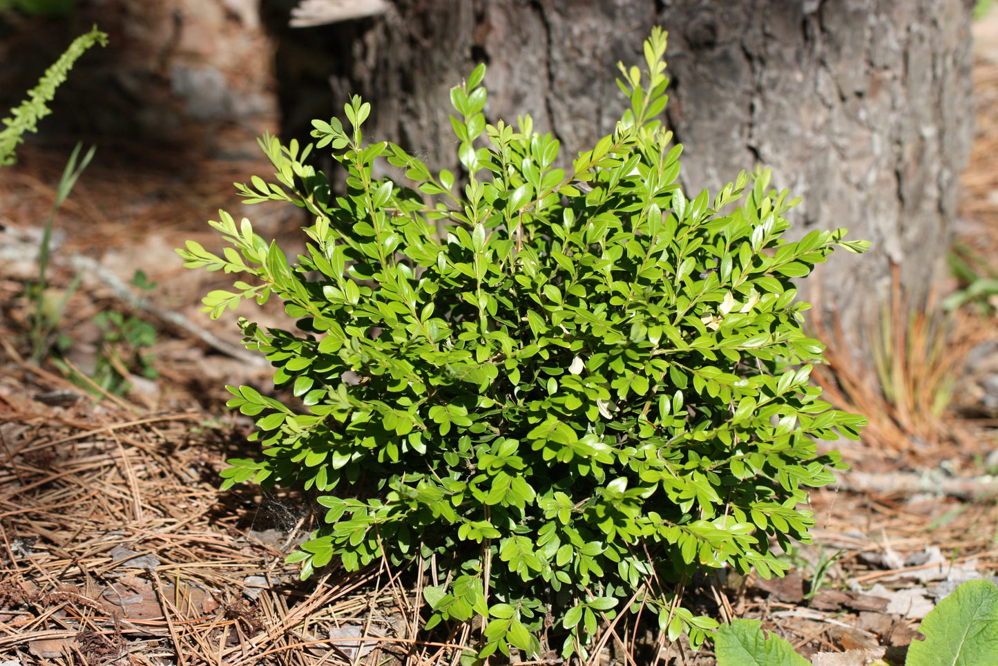Boxwood, English / Common 'Mont Bruno' (Buxus)