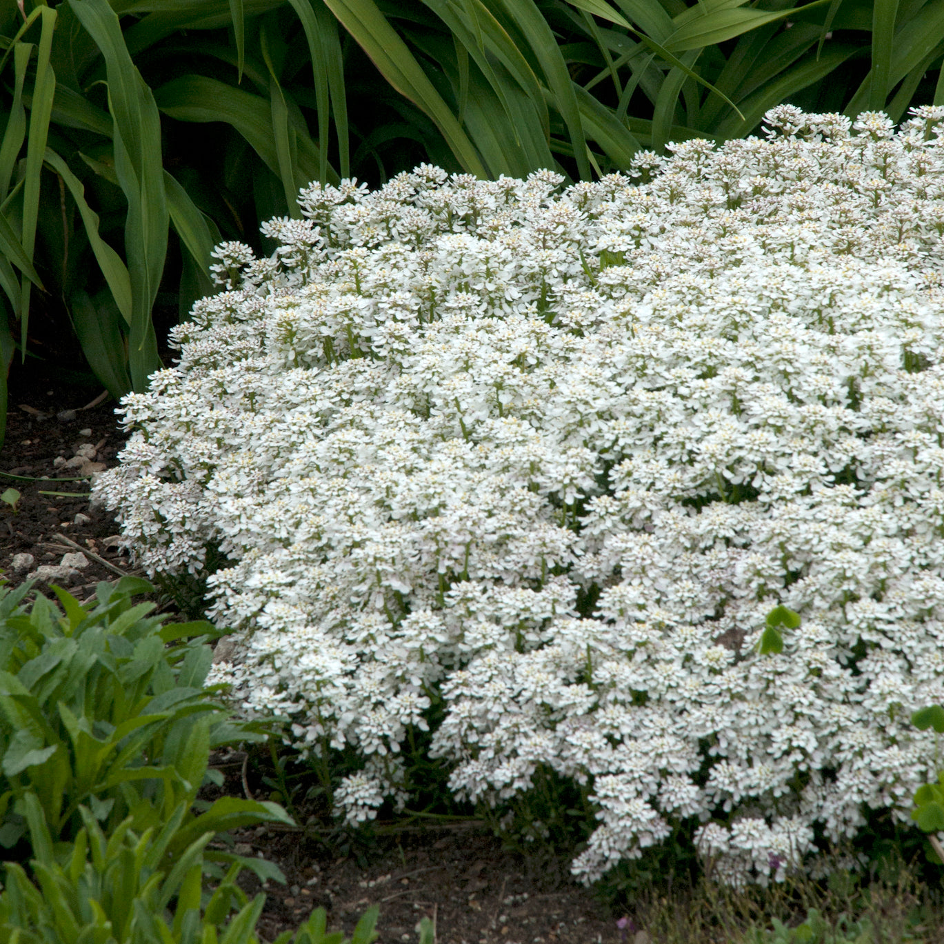 Candytuft 'Snowflake' (Iberis)