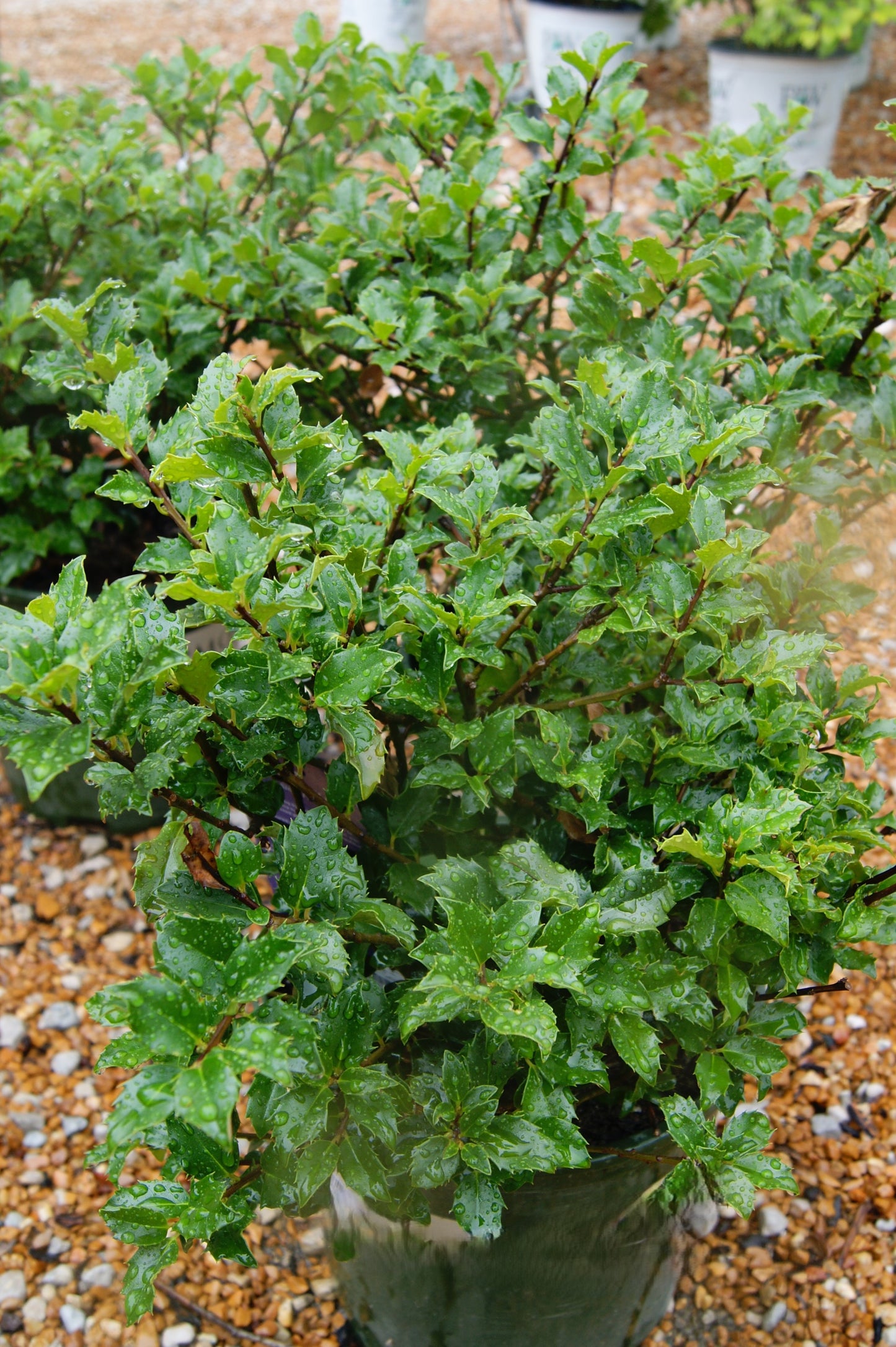 Holly, Blue Dwarf, Female/Male Combo 'Berri-Magic Kids' (Ilex)