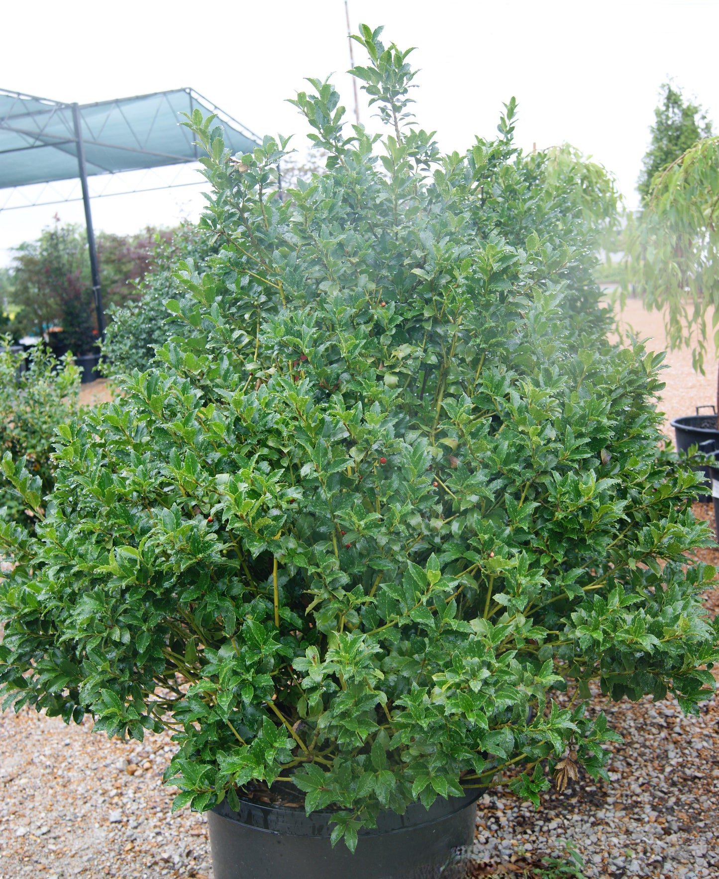 Holly, Blue Female 'Blue Maid' (Ilex)