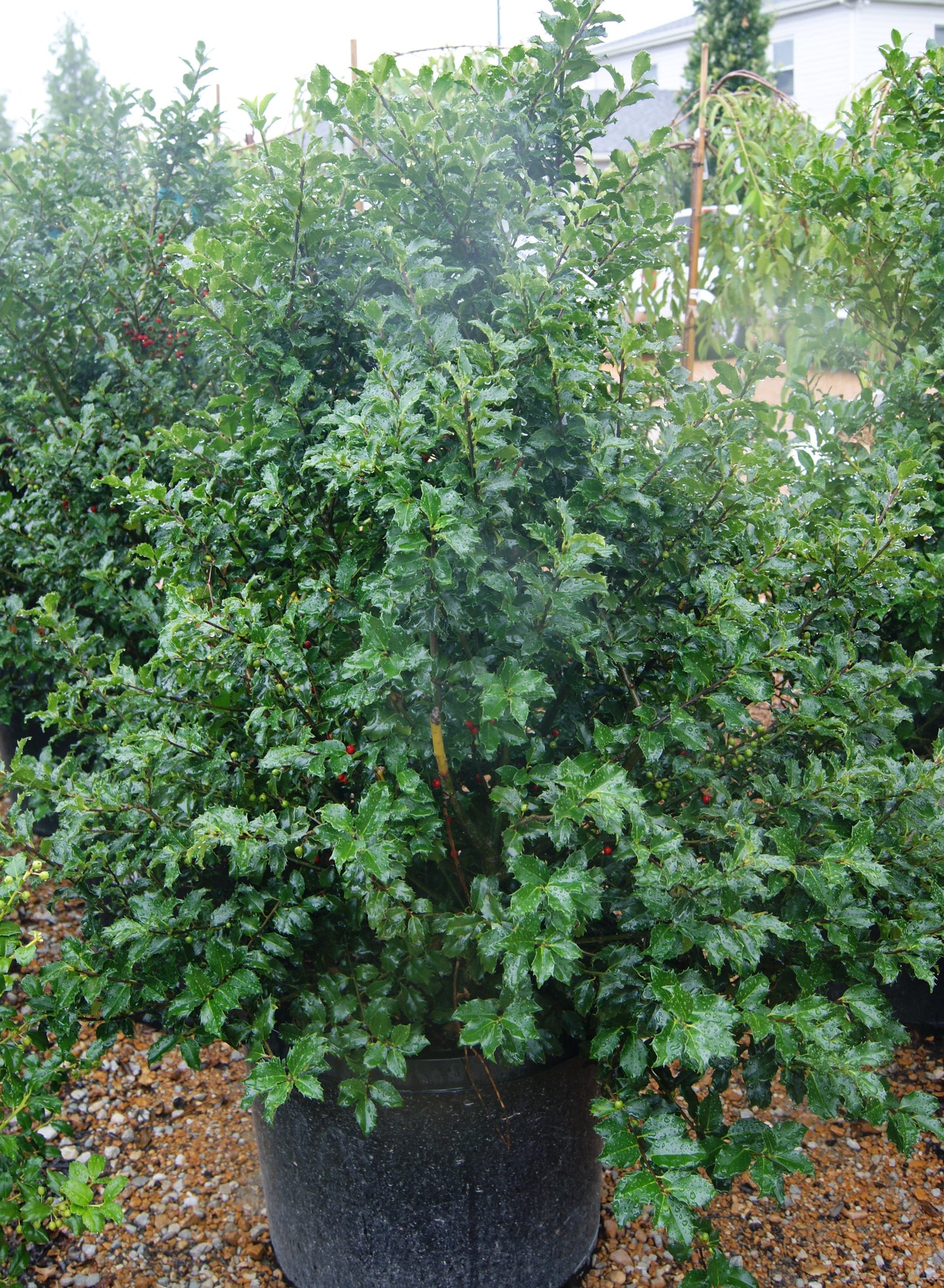 Holly, Blue Female 'Blue Princess' (Ilex)