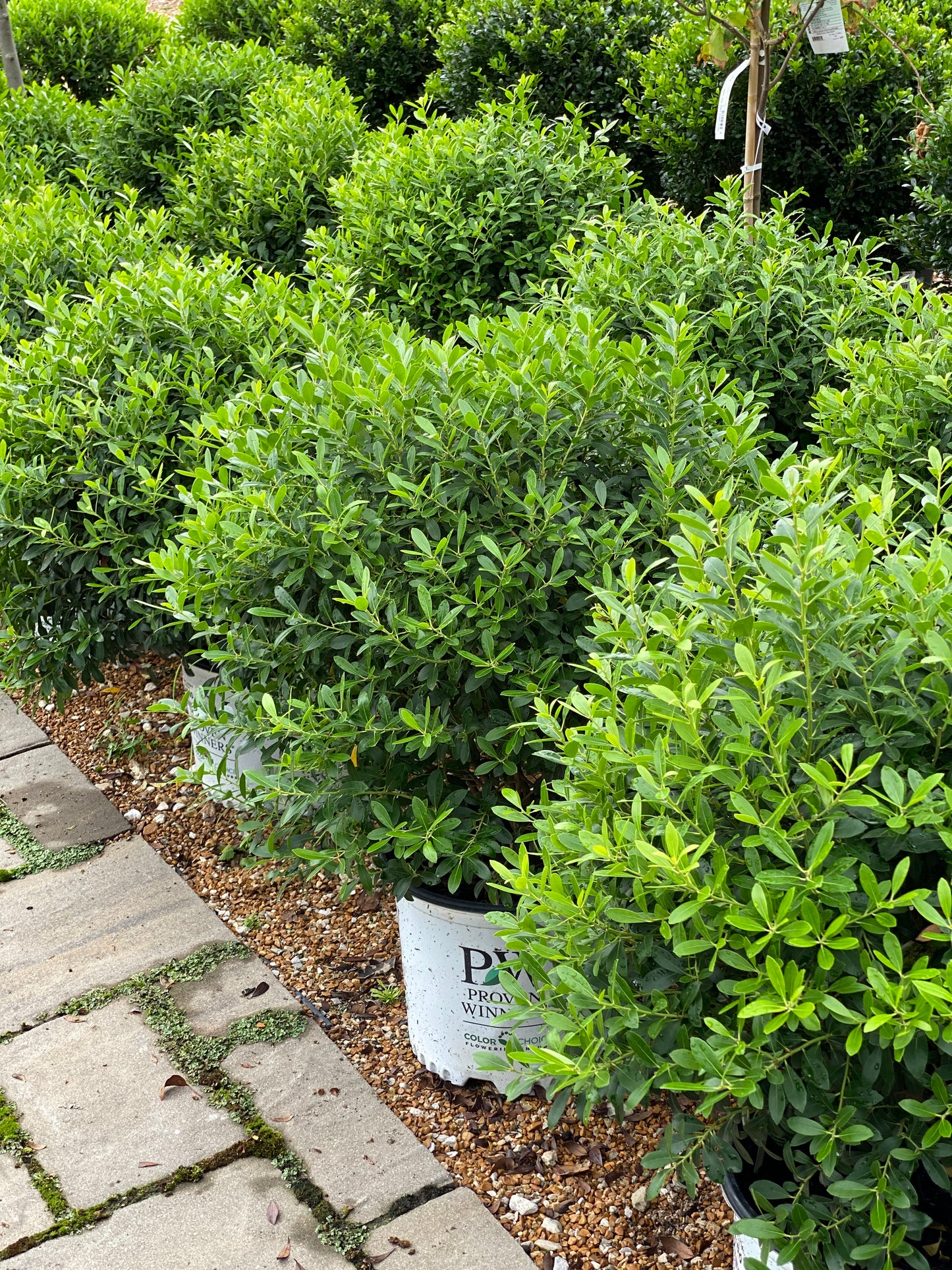 Inkberry, Compact 'Gem Box' (Ilex)