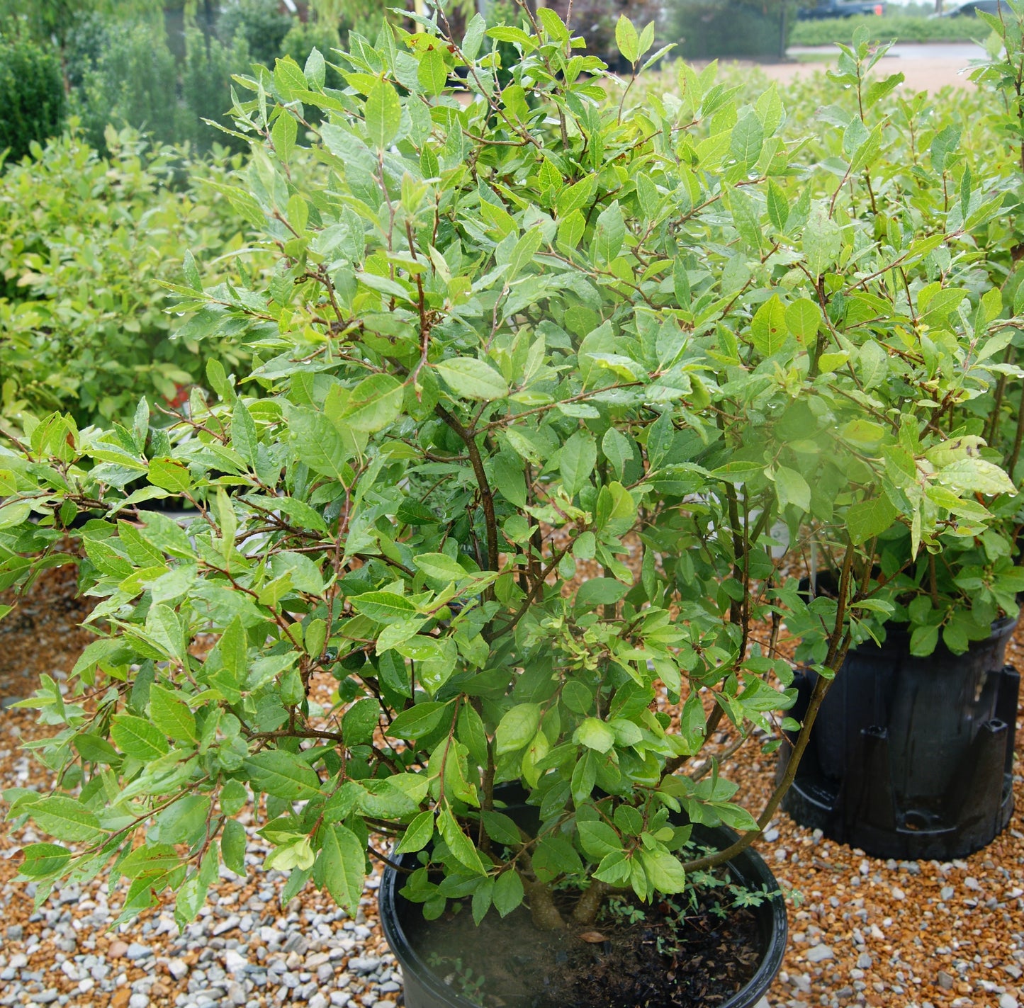 Winterberry, Male 'Jim Dandy' (Ilex)