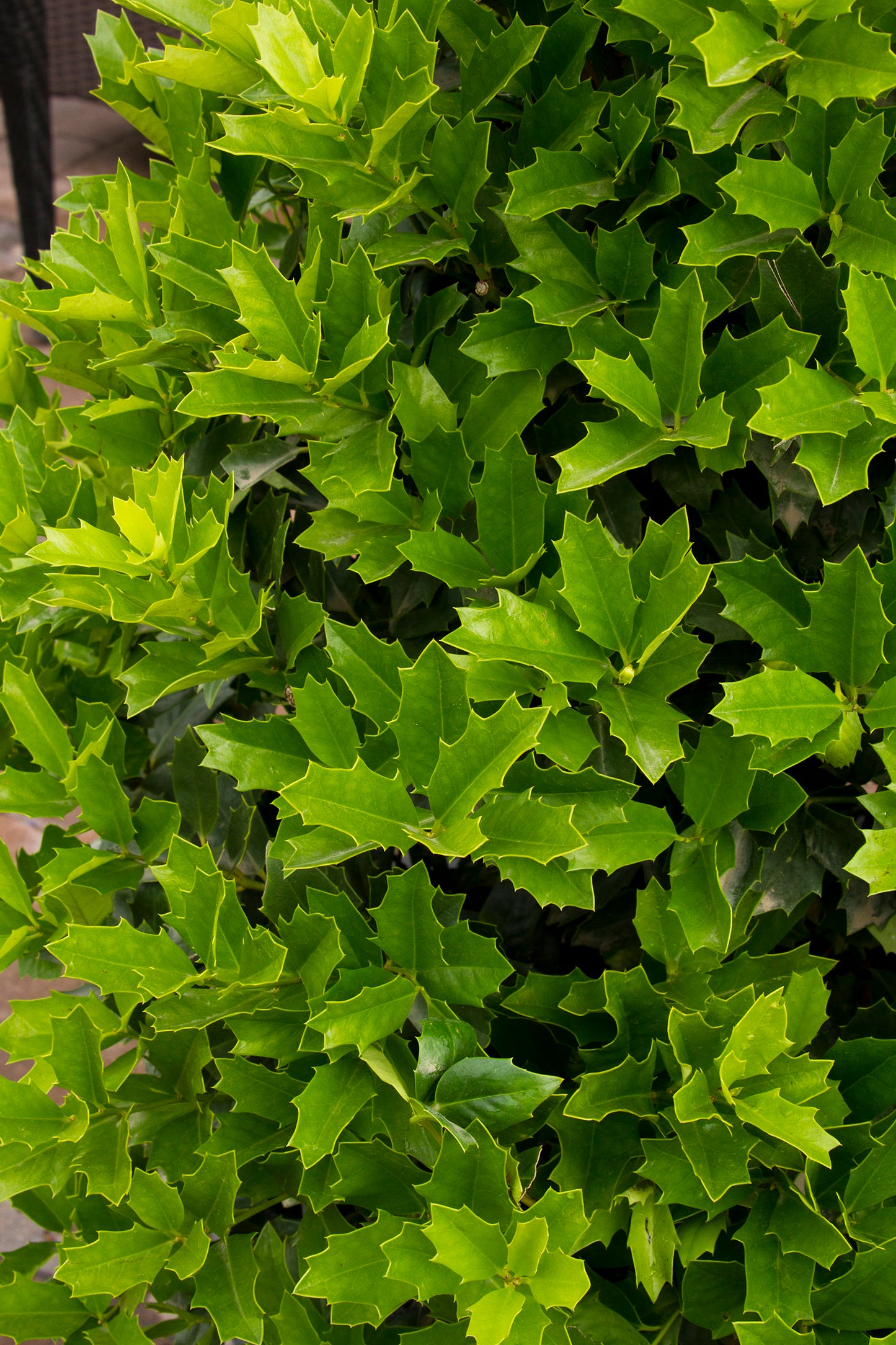 Holly, Hybrid Female 'Oakleaf' (Ilex)