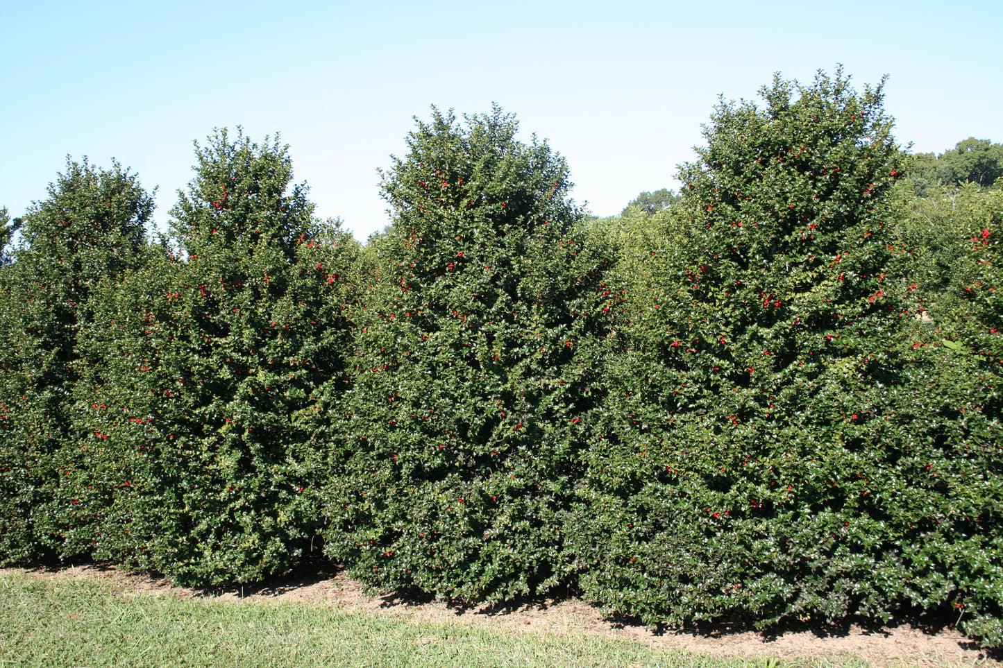 Holly, Red Female 'Red Beauty' (Ilex)
