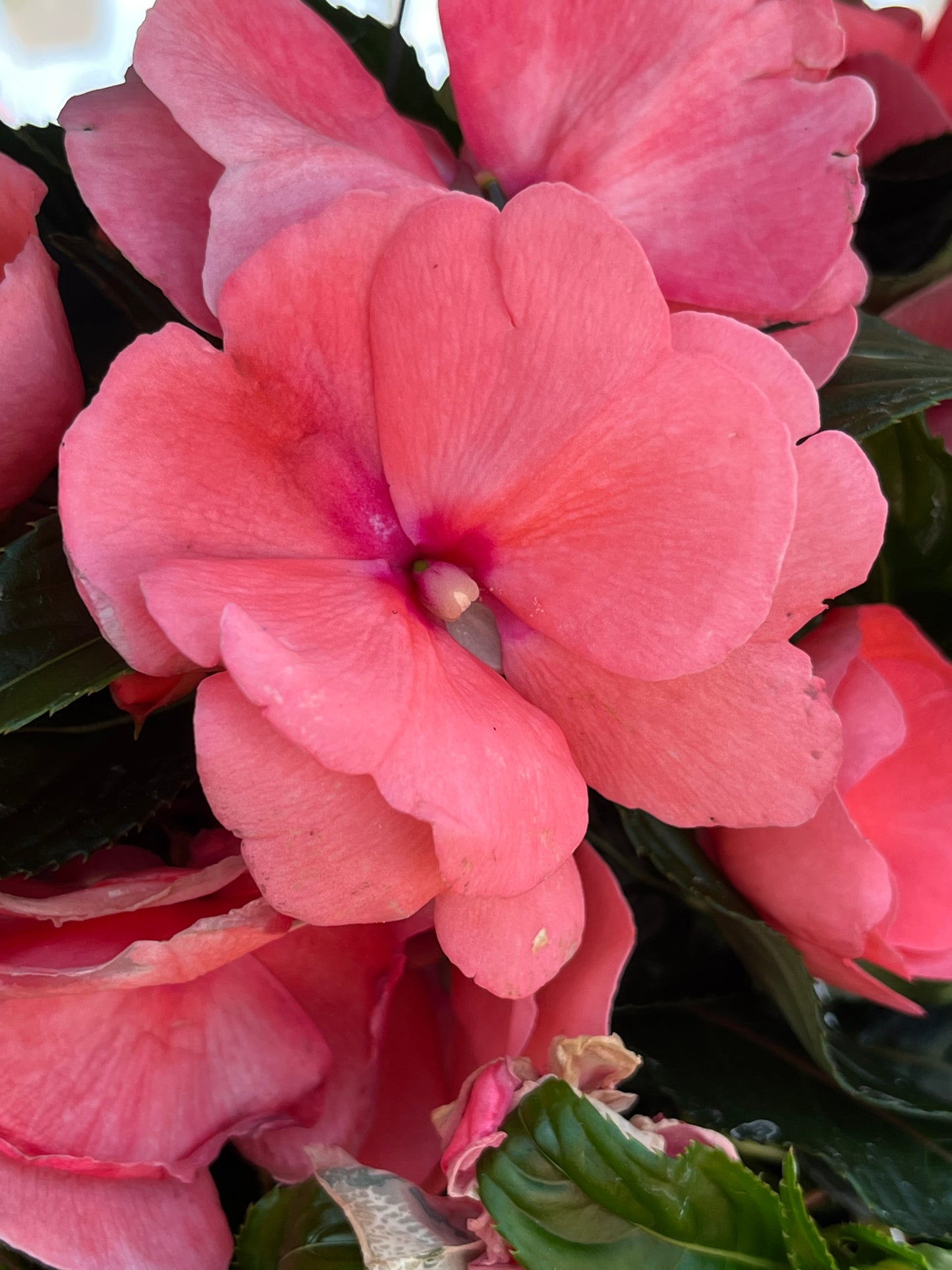 Impatiens, New Guinea (Impatiens)