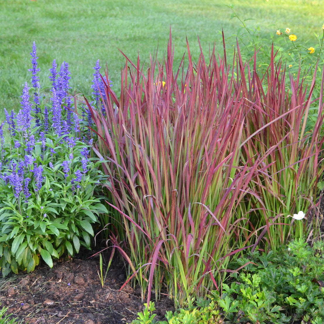 Blood Grass, Japanese 'Red Baron' (Imperata)