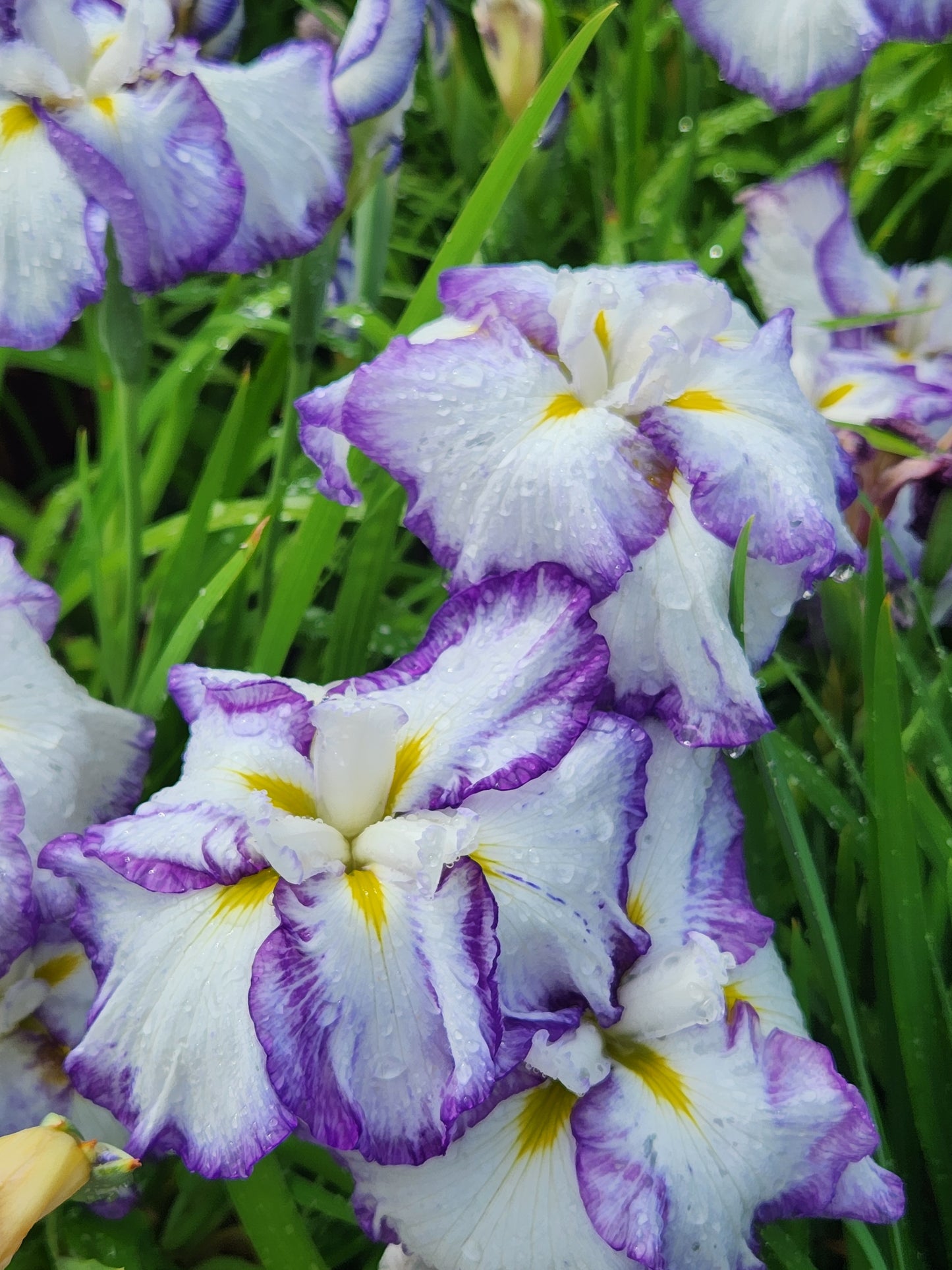 Iris, Japanese Water 'Cascade Spice' (Iris)