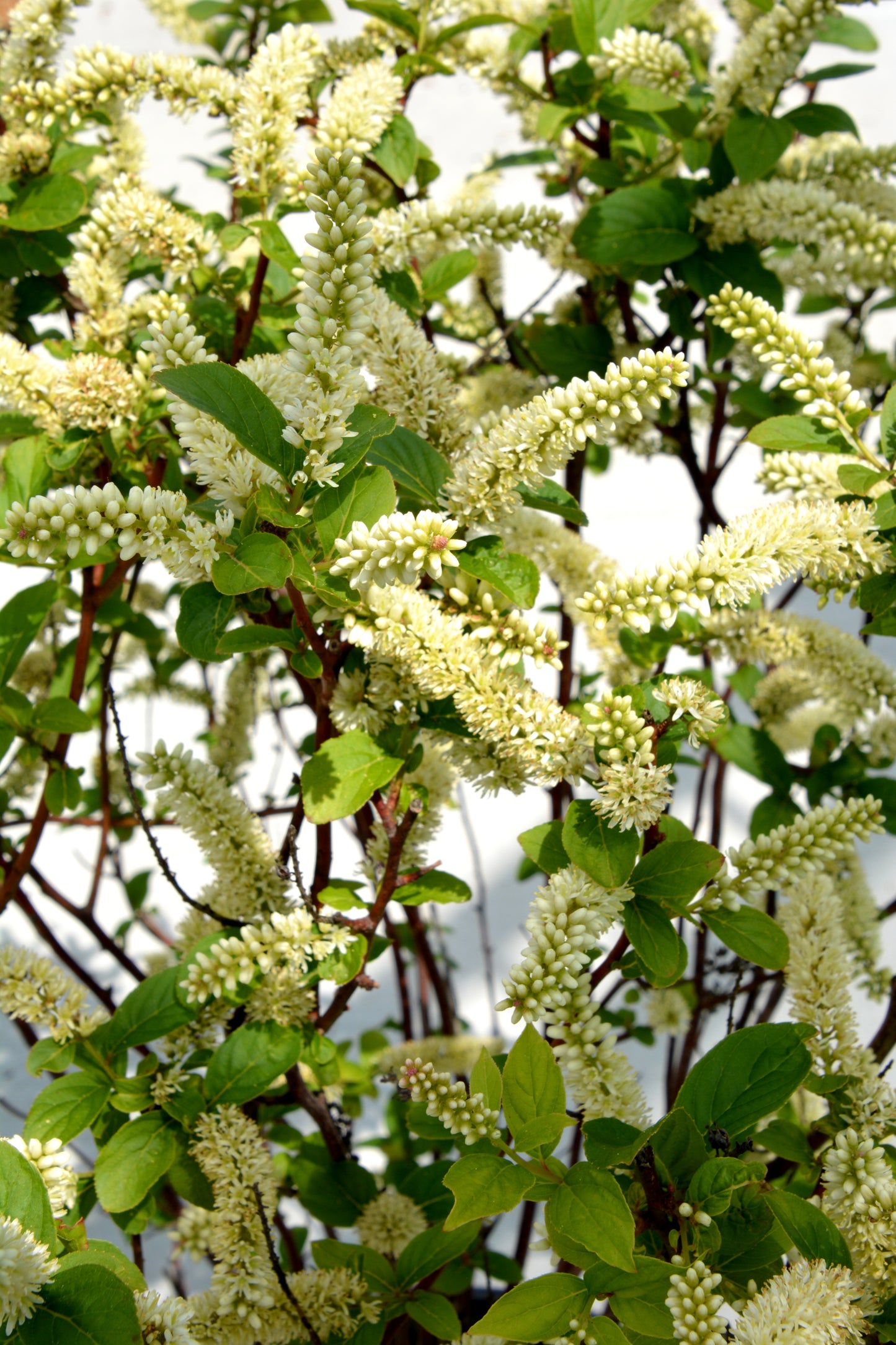 Sweetspire 'Fizzy Mizzy' (Itea)