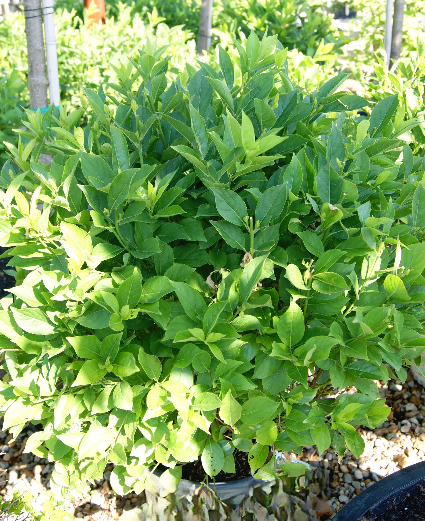 Sweetspire 'Little Henry' (Itea)
