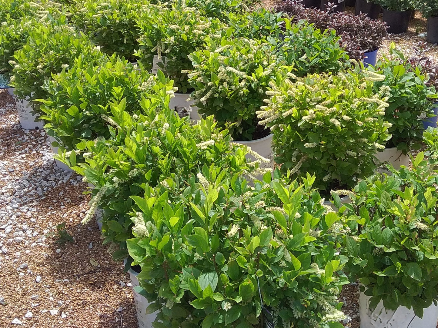 Sweetspire 'Scentlandia' (Itea)