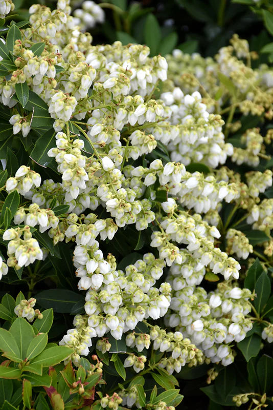 Lily-of-the-Valley Shrub 'Prelude' (Pieris)