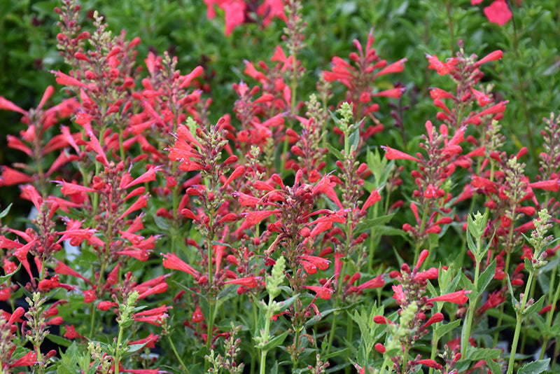 Hyssop, Anise/ Hummingbird Mint 'Kudos Red' (Agastache)