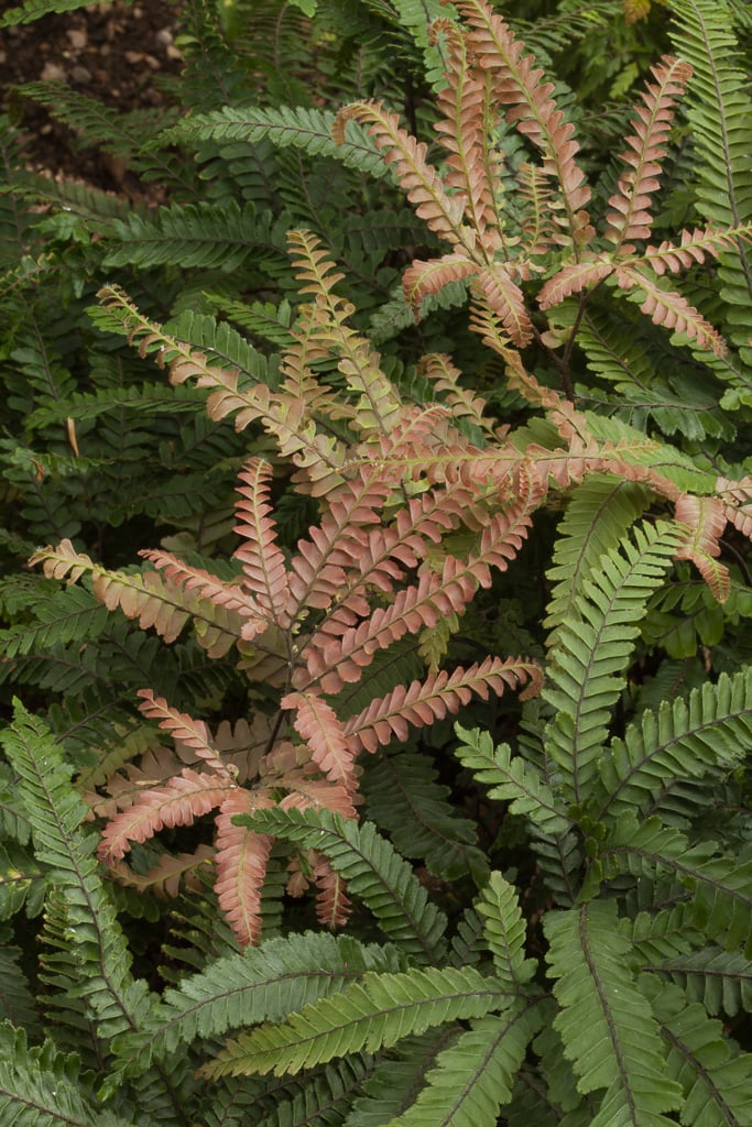 Fern, Maidenhair Rosy 'Bronze Venus' (Adiantum)