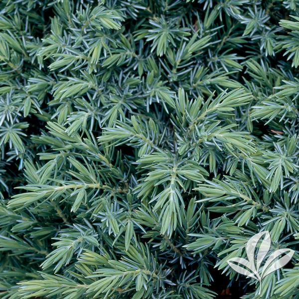 Juniper, Shore Spreading 'Blue Pacific' (Juniperus)