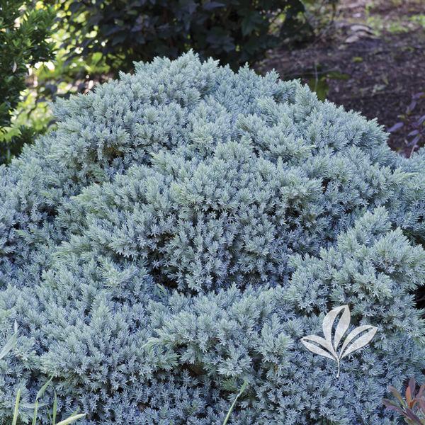 Juniper, Singleseed 'Blue Star' (Juniperus) 1-Tier
