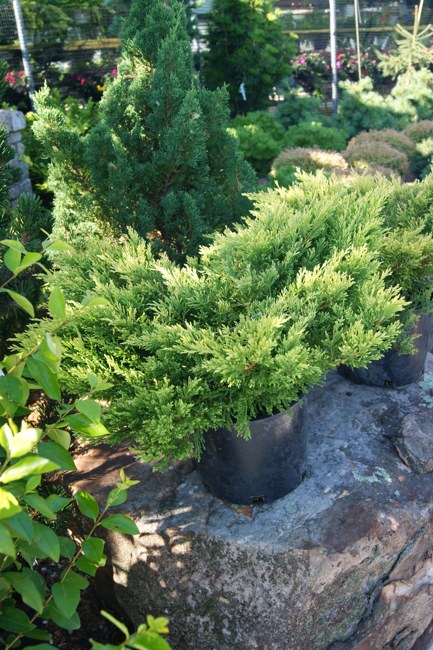 Juniper, Creeping Rug 'Limeglow' (Juniperus)