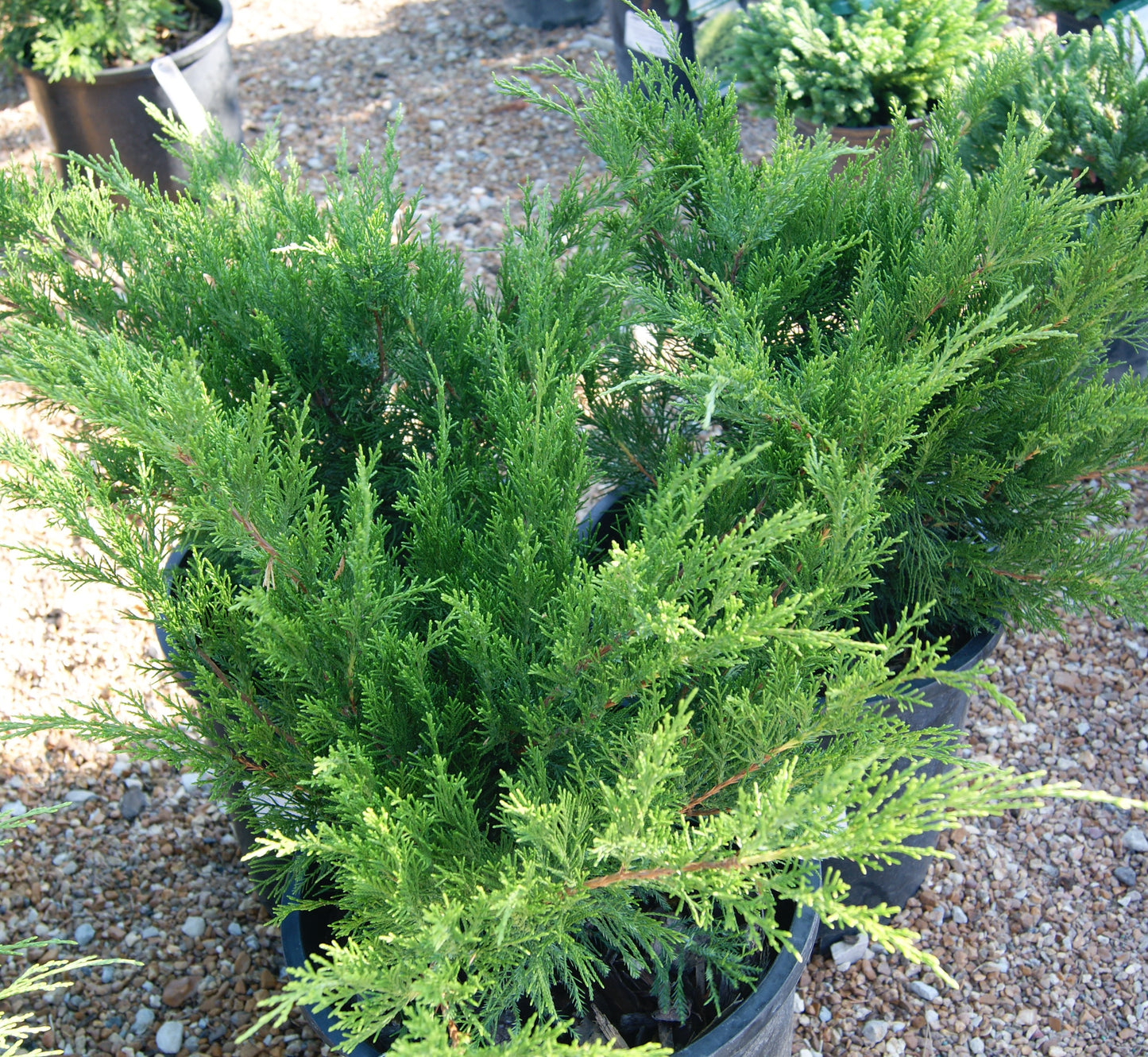 Juniper, Chinese Spreading 'Sea Green' (Juniperus) 1-Tier