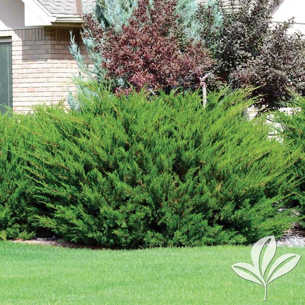 Juniper, Chinese Spreading 'Sea Green' (Juniperus)