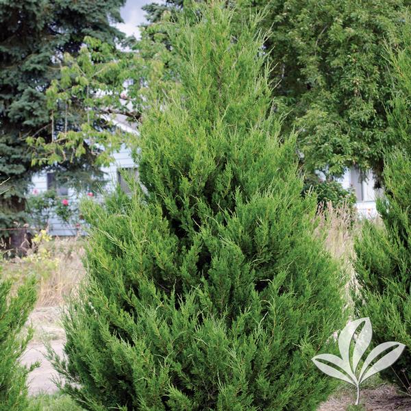 Juniper, Chinese Columnar 'Spartan' (Juniperus) Spiral