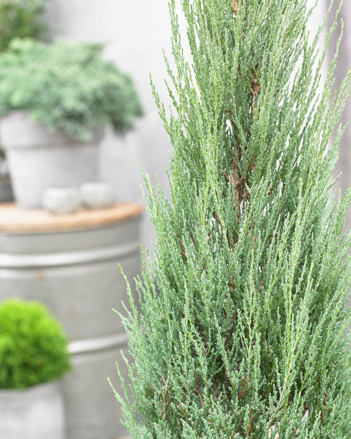 Juniper, Red Cedar Columnar 'Blue Arrow' (Juniperus)