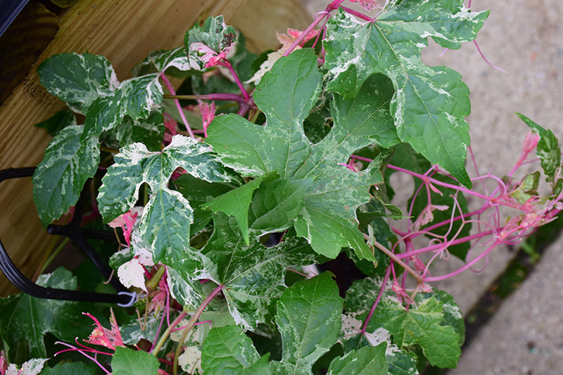 Vine, Porcelain Berry 'Elegans' (Ampelopsis)