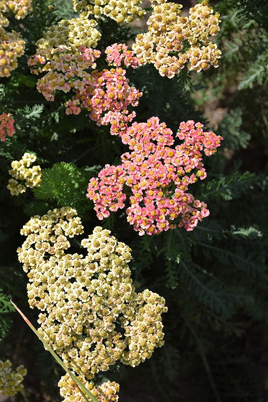 Yarrow 'Firefly Peach Sky' (Achillea)