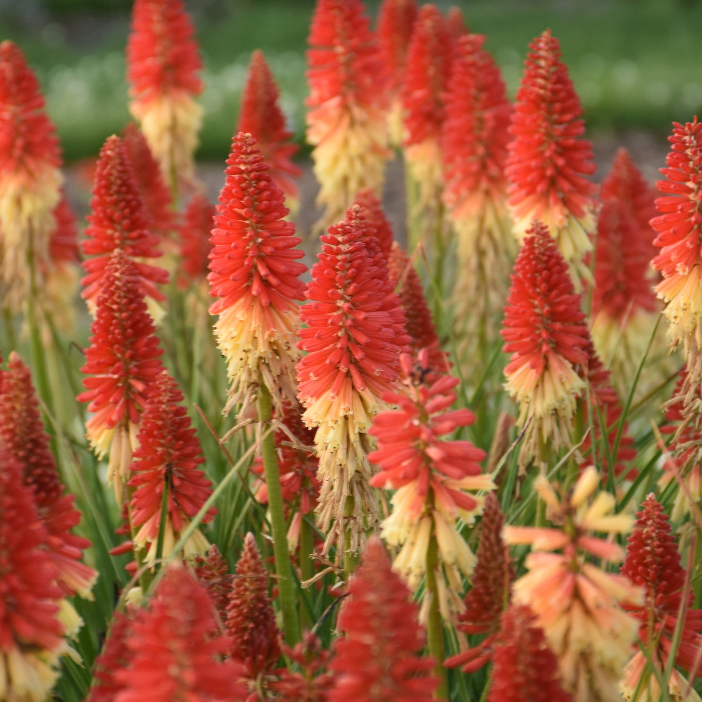 Red-Hot Poker, 'Rocket's Red Glare' (Kniphofia)