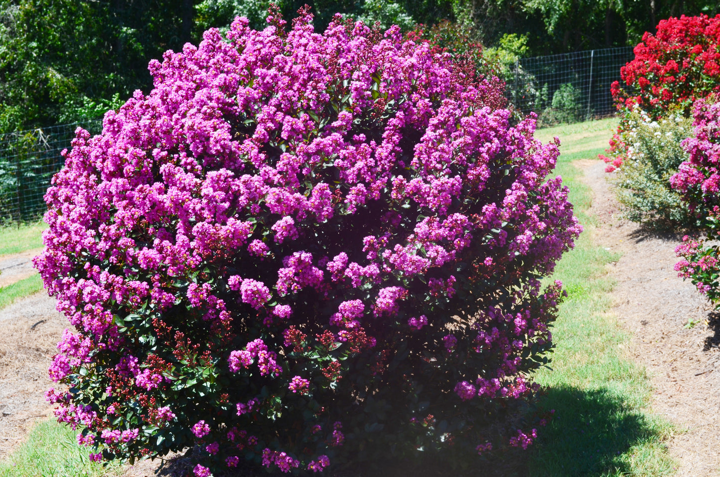 Crape Myrtle, Dwarf 'Enduring Summer Lavender' (Lagerstroemia)