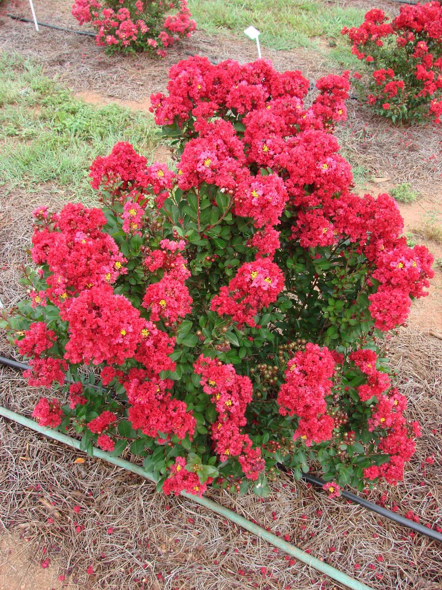 Crape Myrtle, Dwarf 'Enduring Summer Red' (Lagerstroemia)