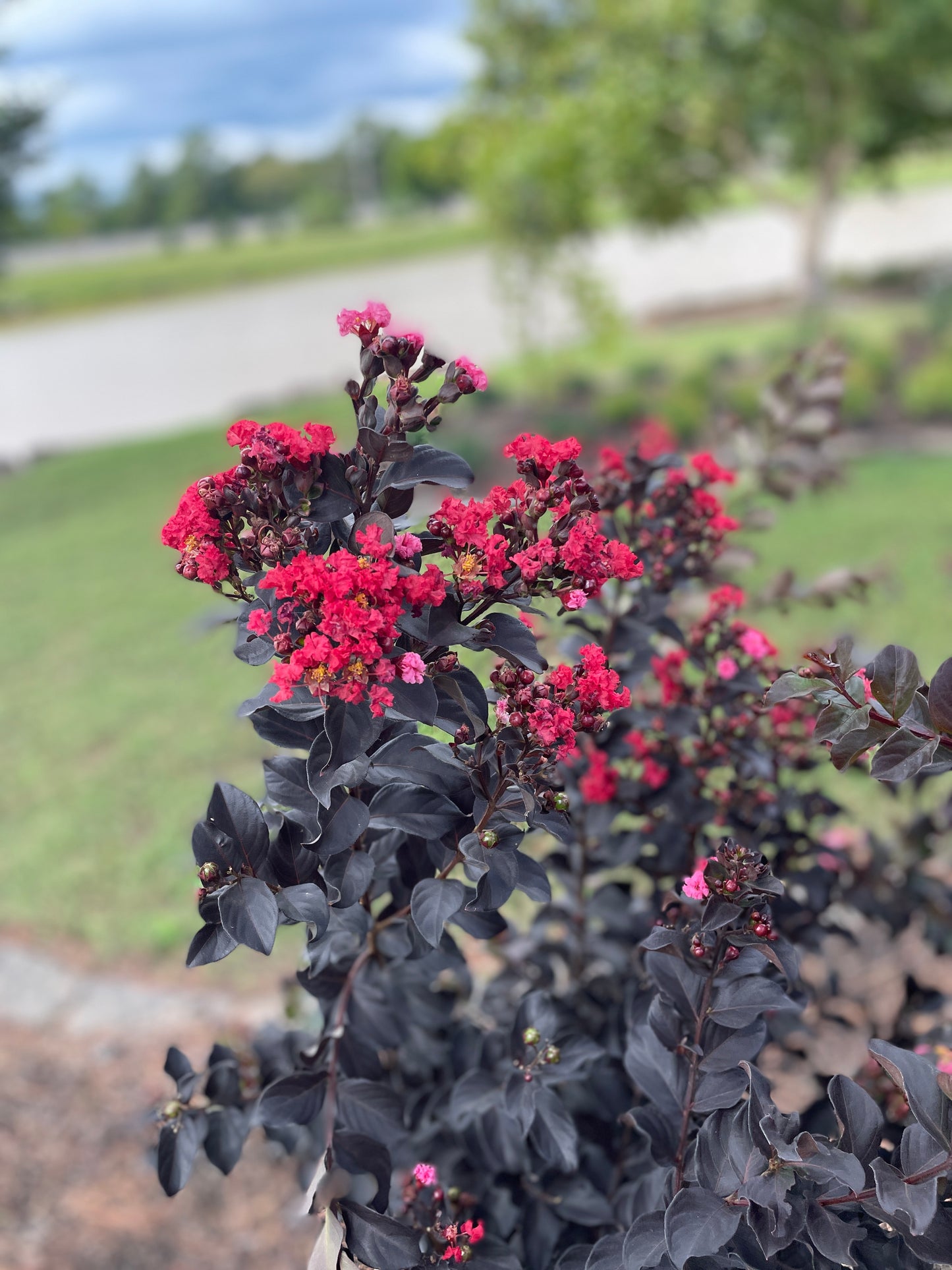 Crape Myrtle 'Thunderstruck Ruby' (Lagerstroemia)