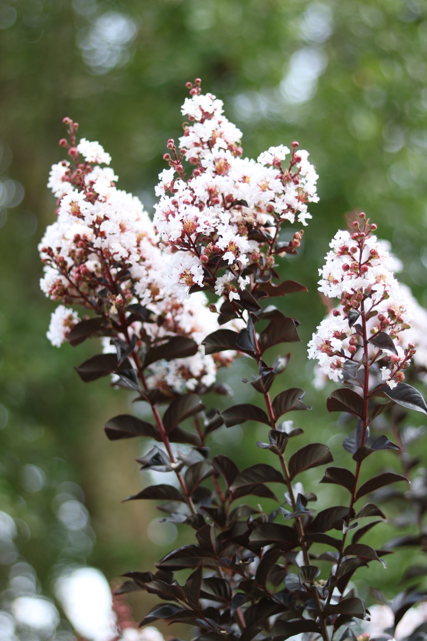 Crape Myrtle 'Thunderstruck White Light' (Lagerstroemia)