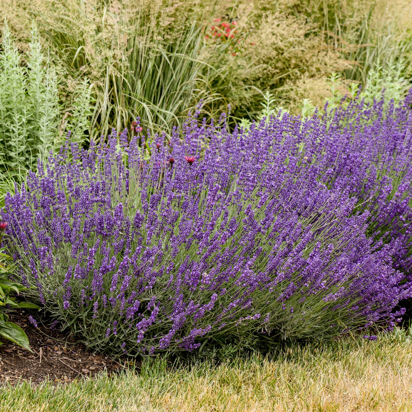Lavender, English 'Imperial Gem' (Lavandula)